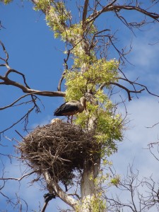 Cigogne